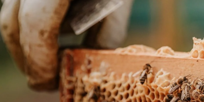 #CoolCompanies NOD Apiary: Healthy Bees. Healthy Planet.