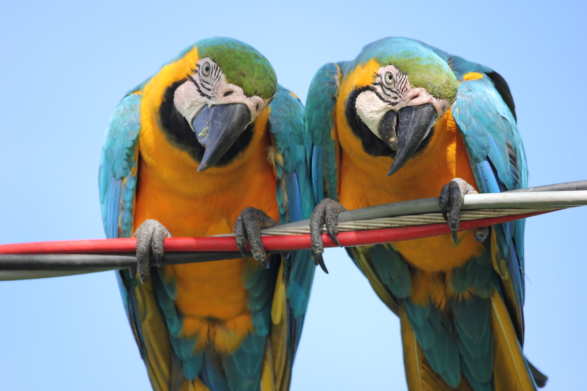 Duplicate Content Can Affect Your Website’s SEO Rankings